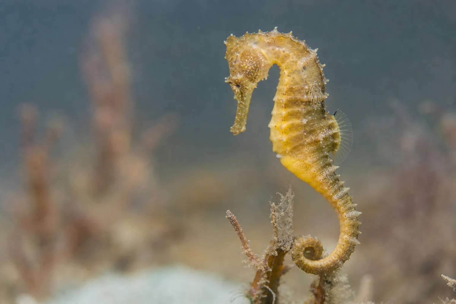 Comment les hippocampes défient-ils les lois de l’hydrodynamique ?
