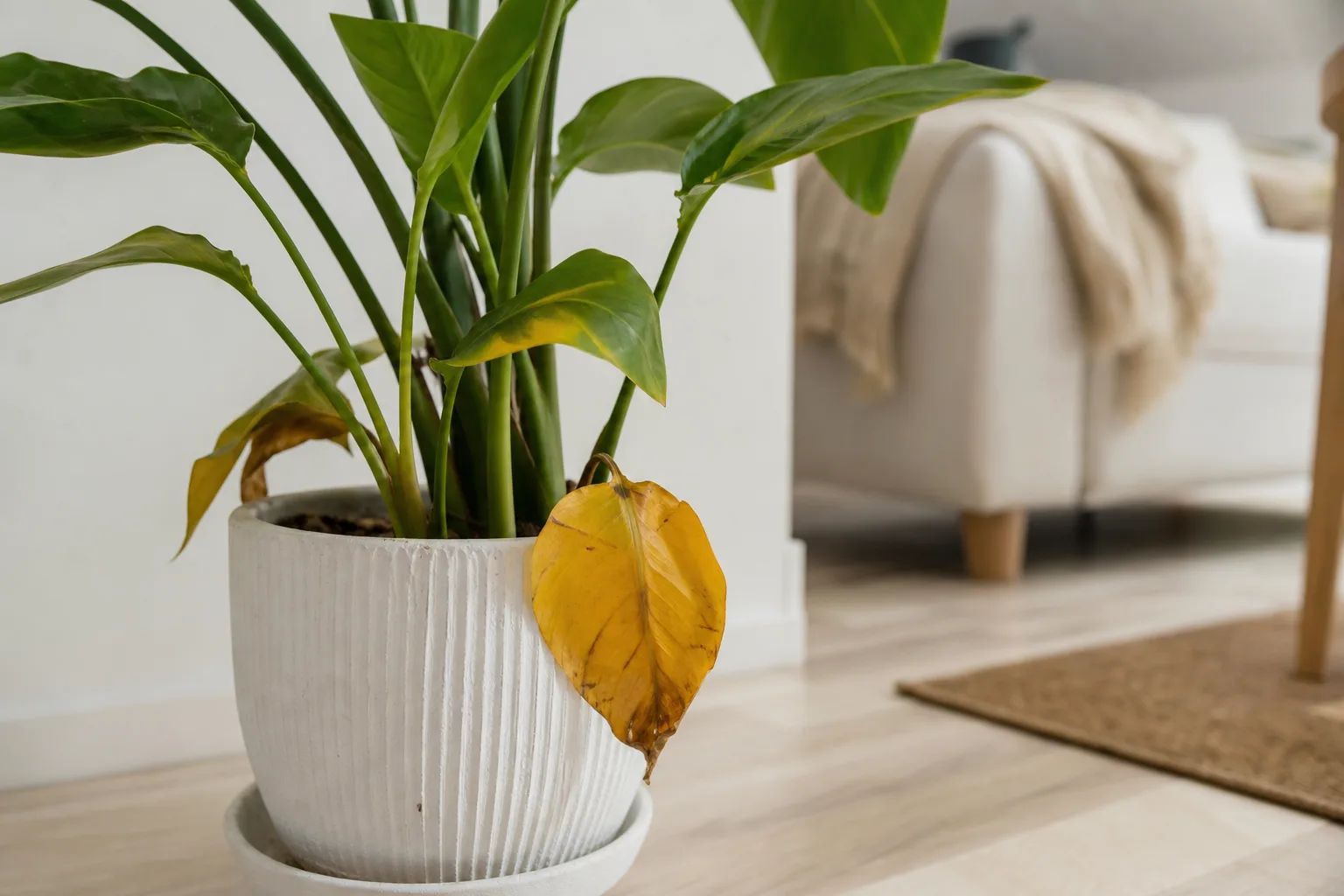 Pourquoi les feuilles du bas d'une plante d'intérieur jaunissent en premier