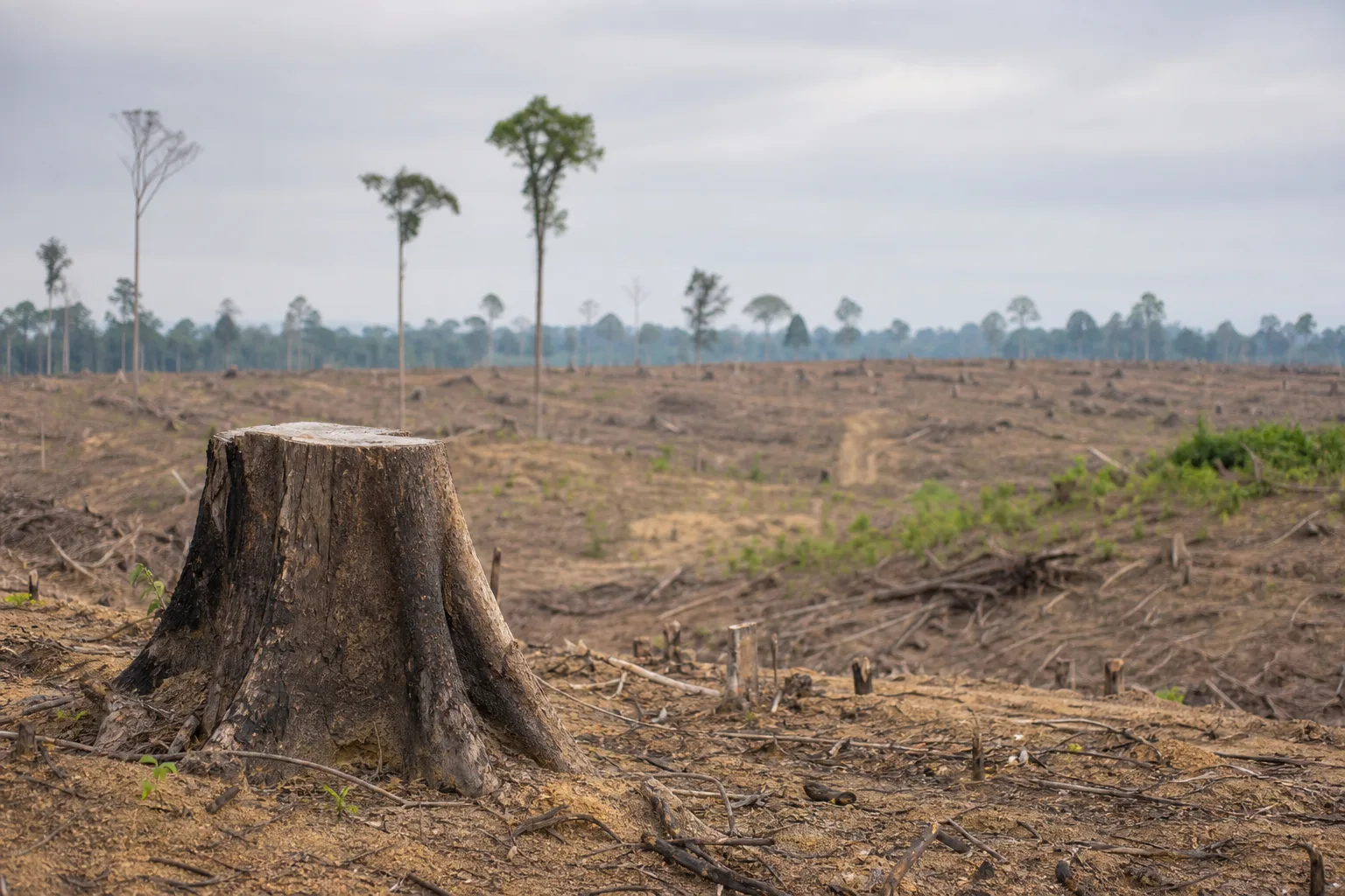 Les conséquences économiques et sociales de la déforestation