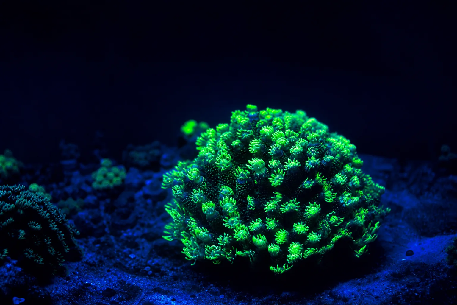 Les coraux fluorescents : un spectacle nocturne méconnu des fonds marins
