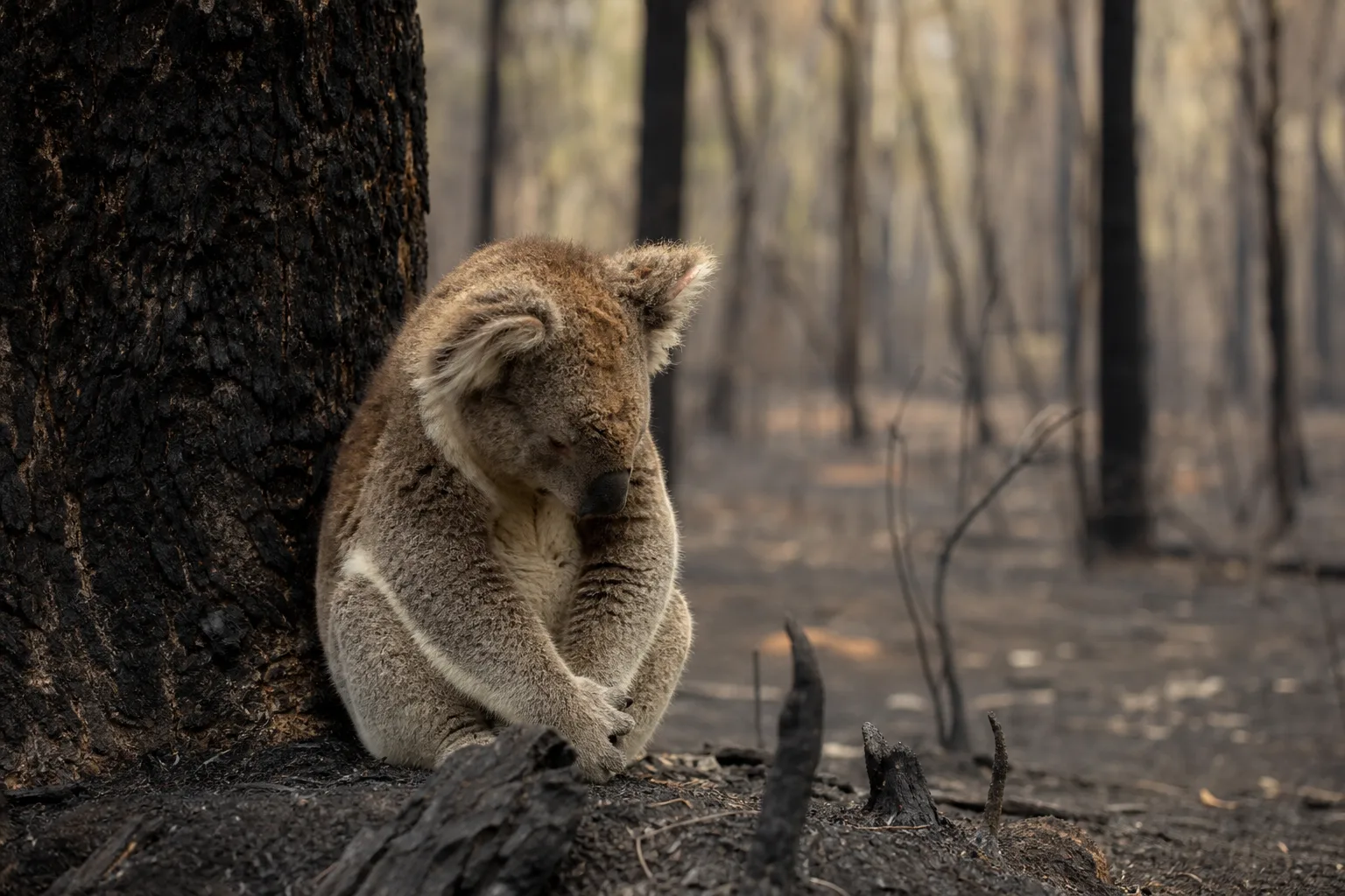 Les koalas sont-ils en danger ?