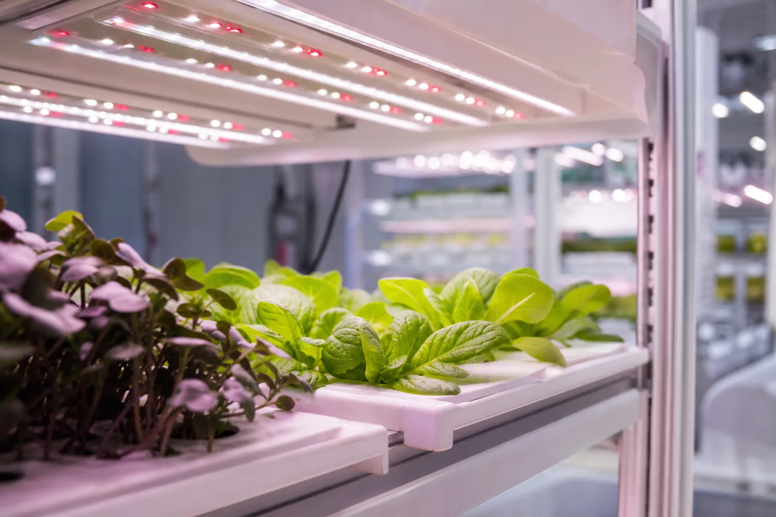Les méthodes de culture de plantes sous LED