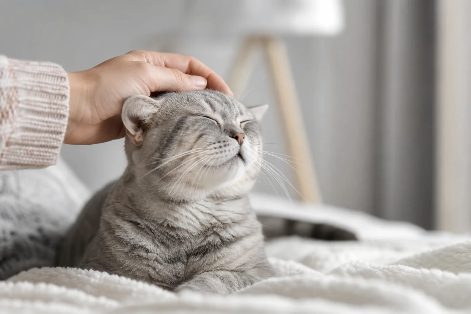Les raisons fascinantes pourquoi un chat ronronne : décryptage du langage félin