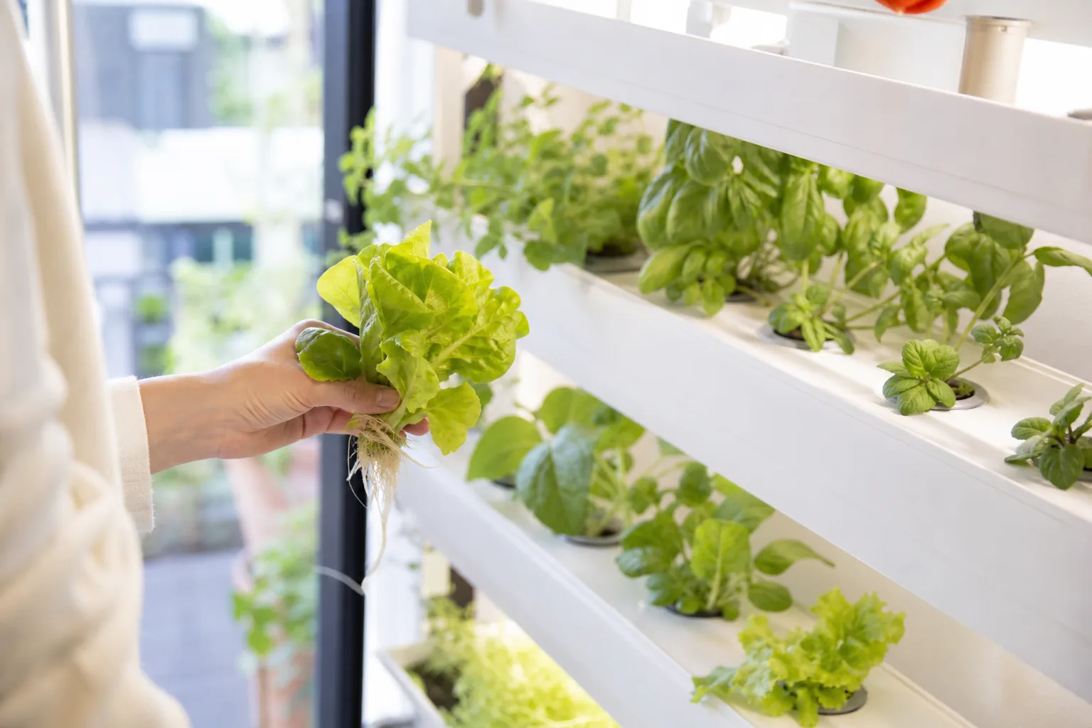 Les techniques de culture hydroponique pour un jardin d’intérieur