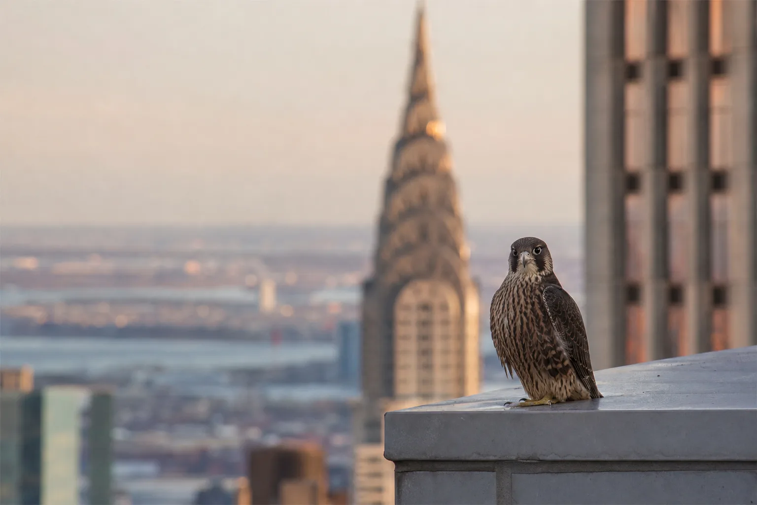 New-York et son écosystème si particulier