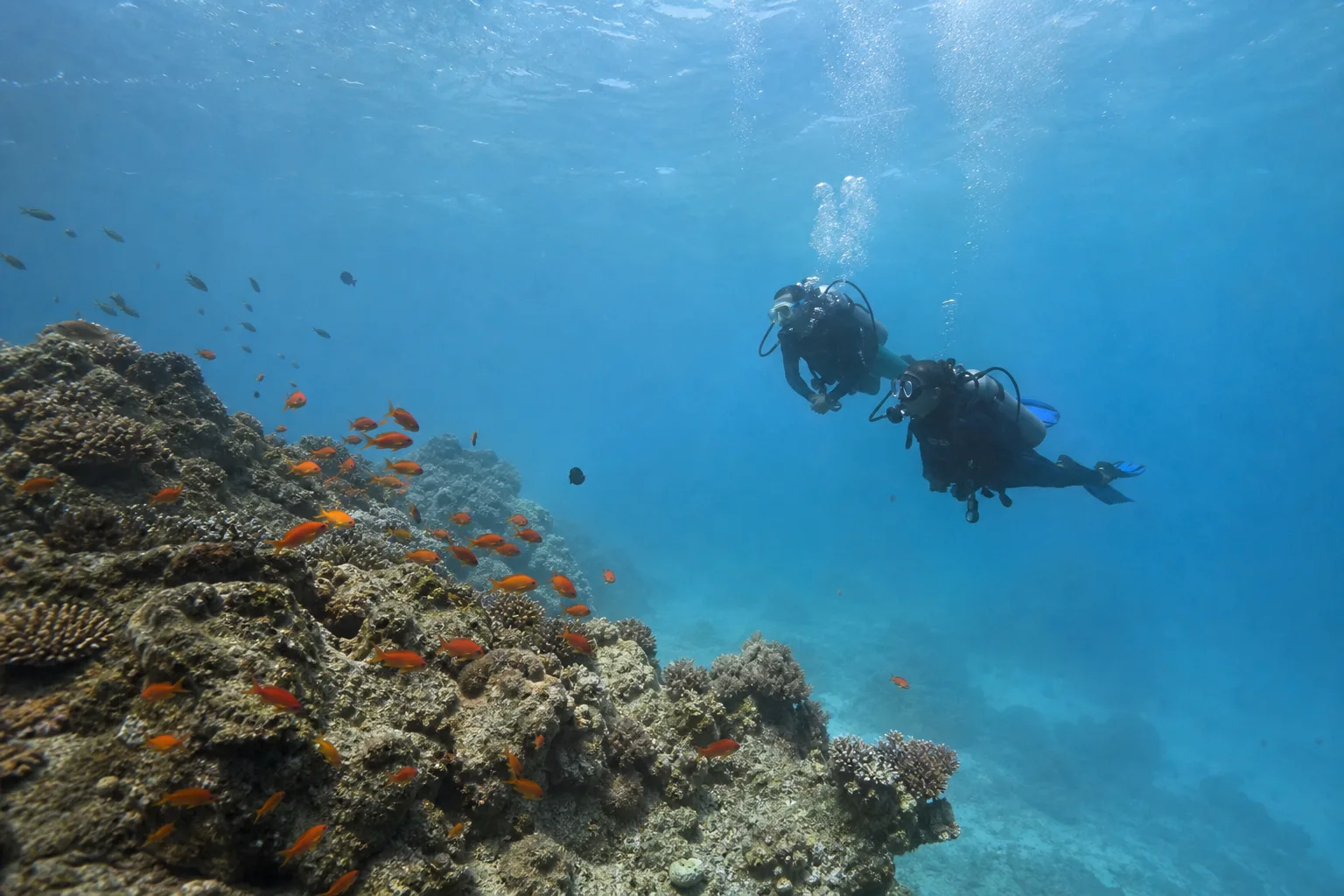 Plongée sous-marine aux Seychelles : partez à la découverte des fonds marins