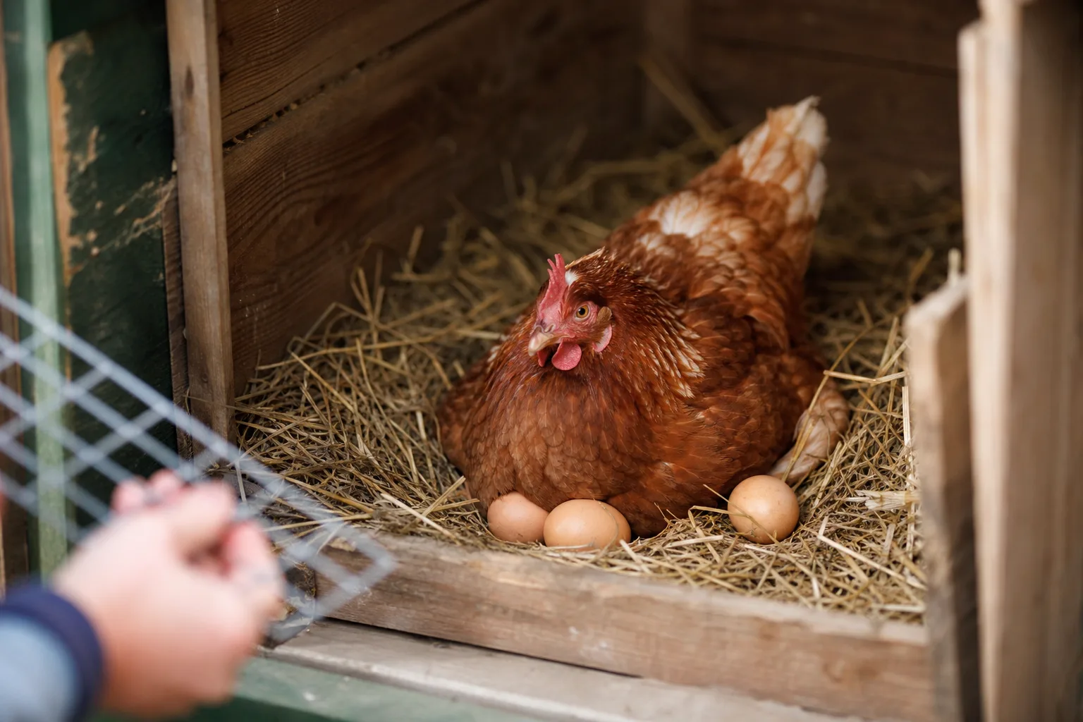 Poule qui couve : méthodes et astuces pour dissuader cette habitude naturelle