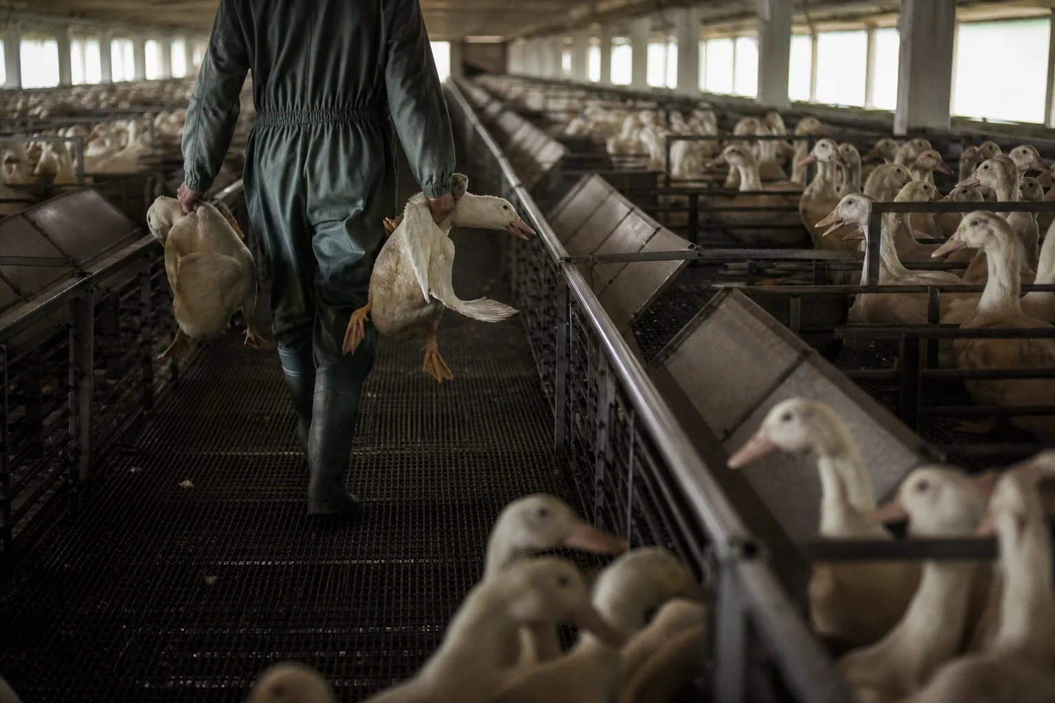 Quelles sont les méthodes d’élevage des canards pour le foie gras?