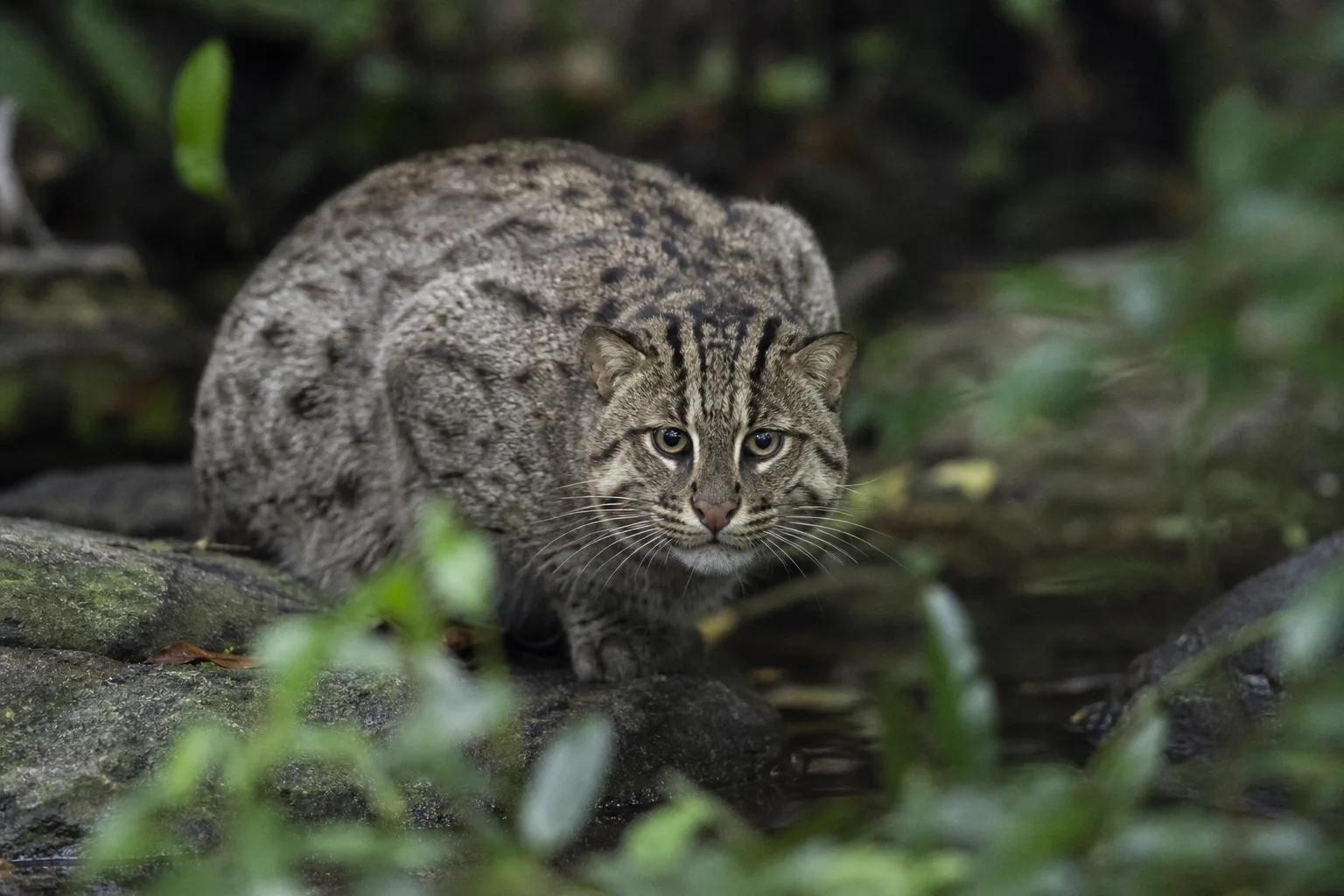 Quels sont les trésors cachés de la faune sauvage ?
