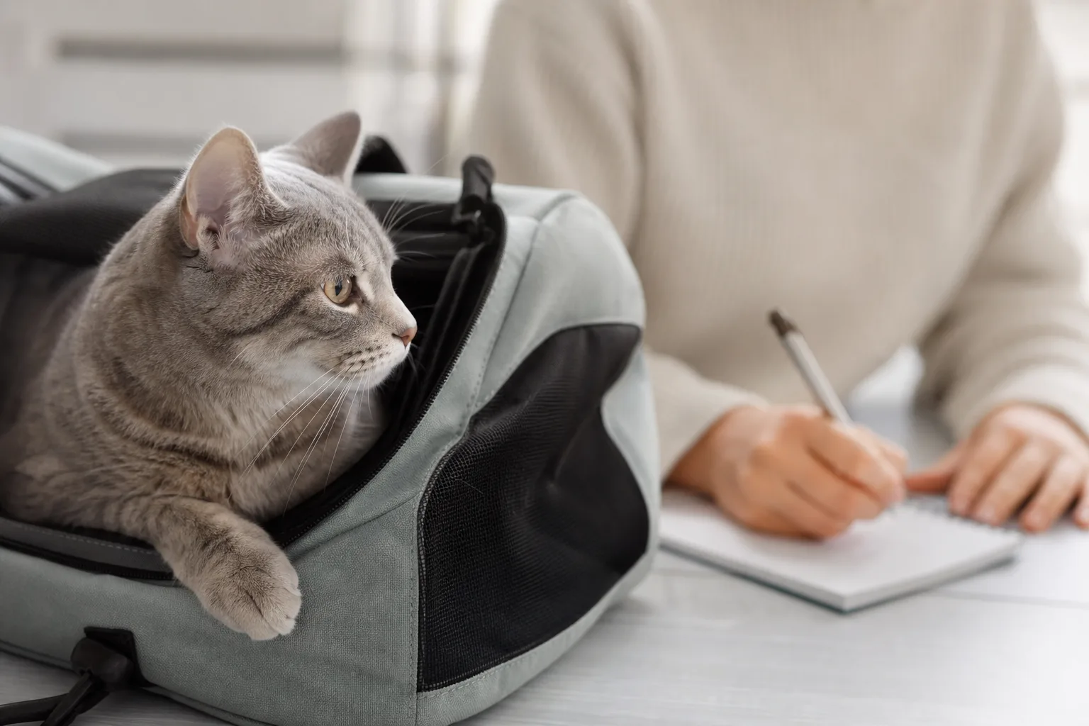 Trouver la bonne assurance pour votre chat : astuces et pièges à éviter